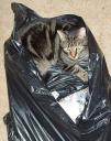 cat-in-the-trash.jpg